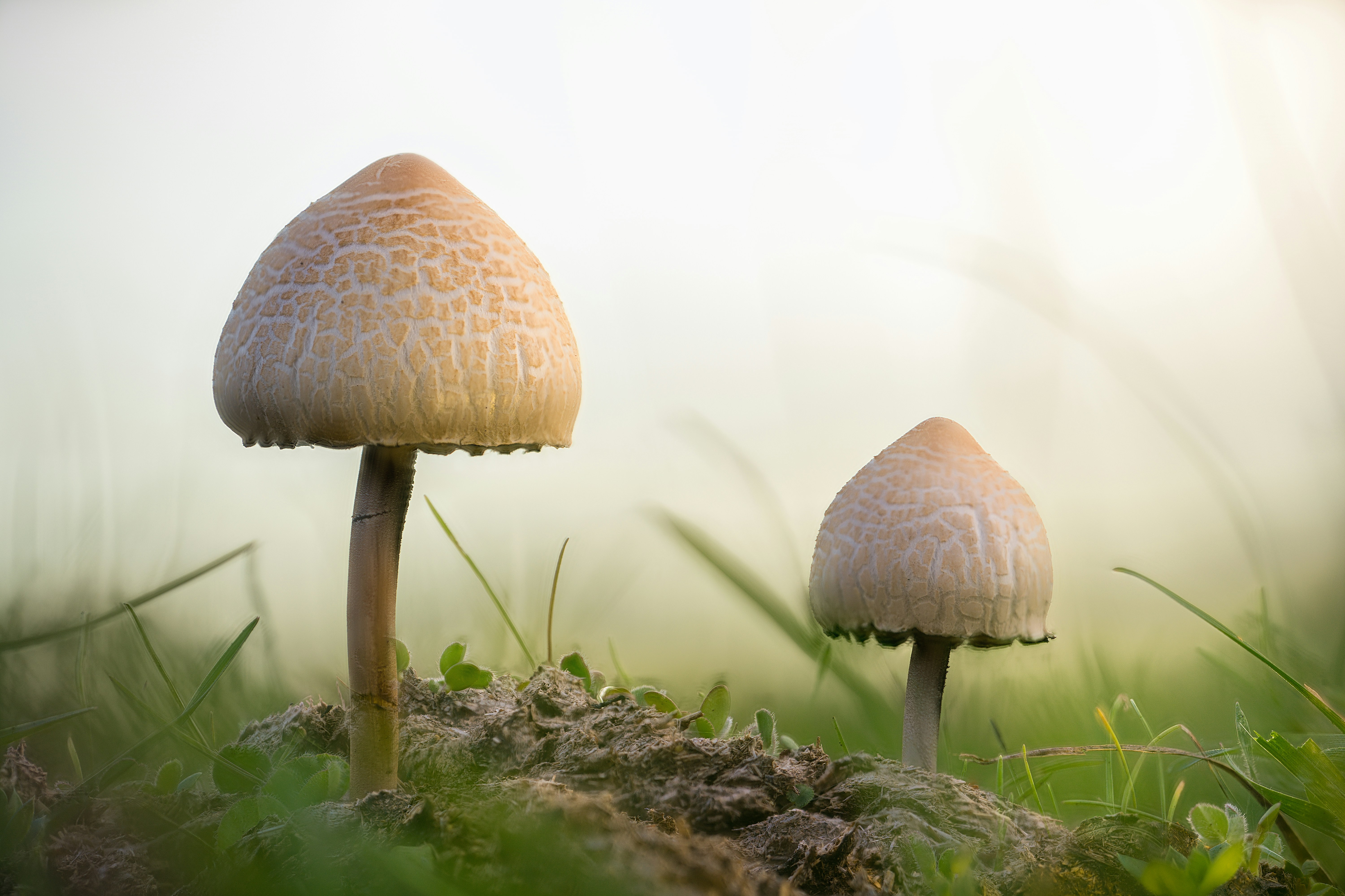 green mushroom image